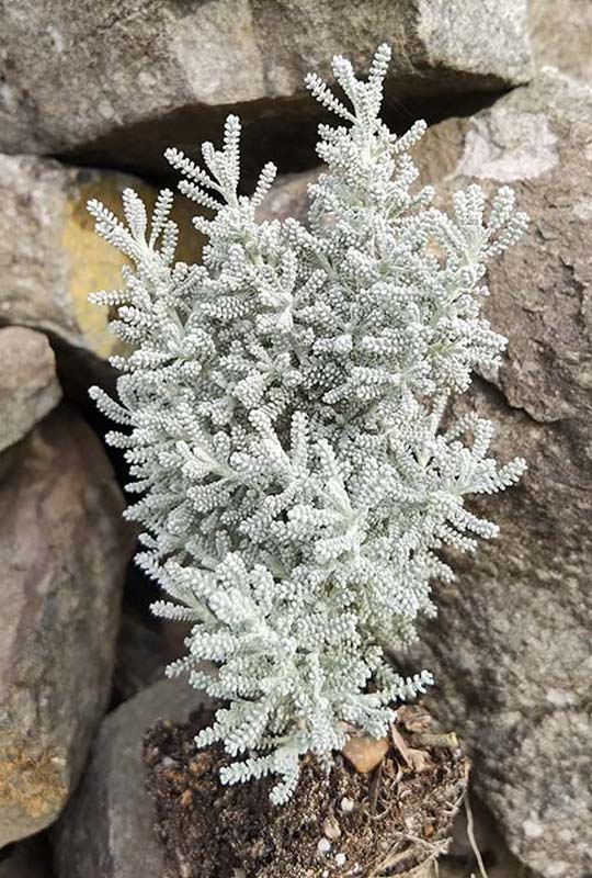 Santolina chamaecyparissuss